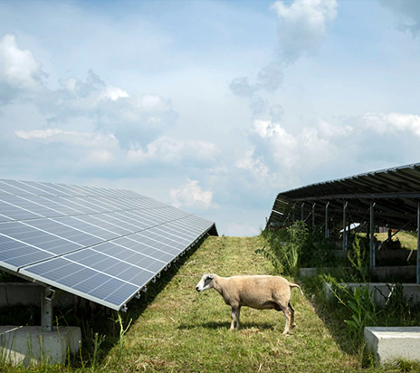 Des moutons mangeant des plants de moutarde dans la ferme solaire de Gueldre, aux Pays-Bas